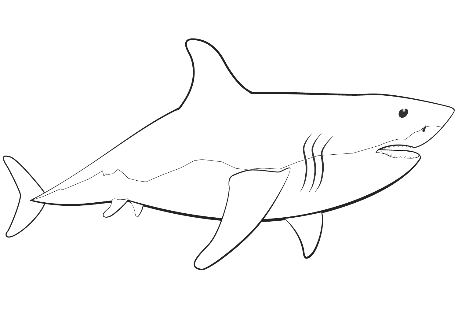 O grande tubarão branco tem um corpo em forma de torpedo rombudo de Shark