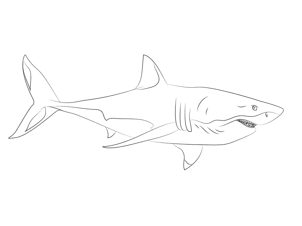 Gevaarlijke grote witte haai eet het liefst zeezoogdieren Kleurplaat