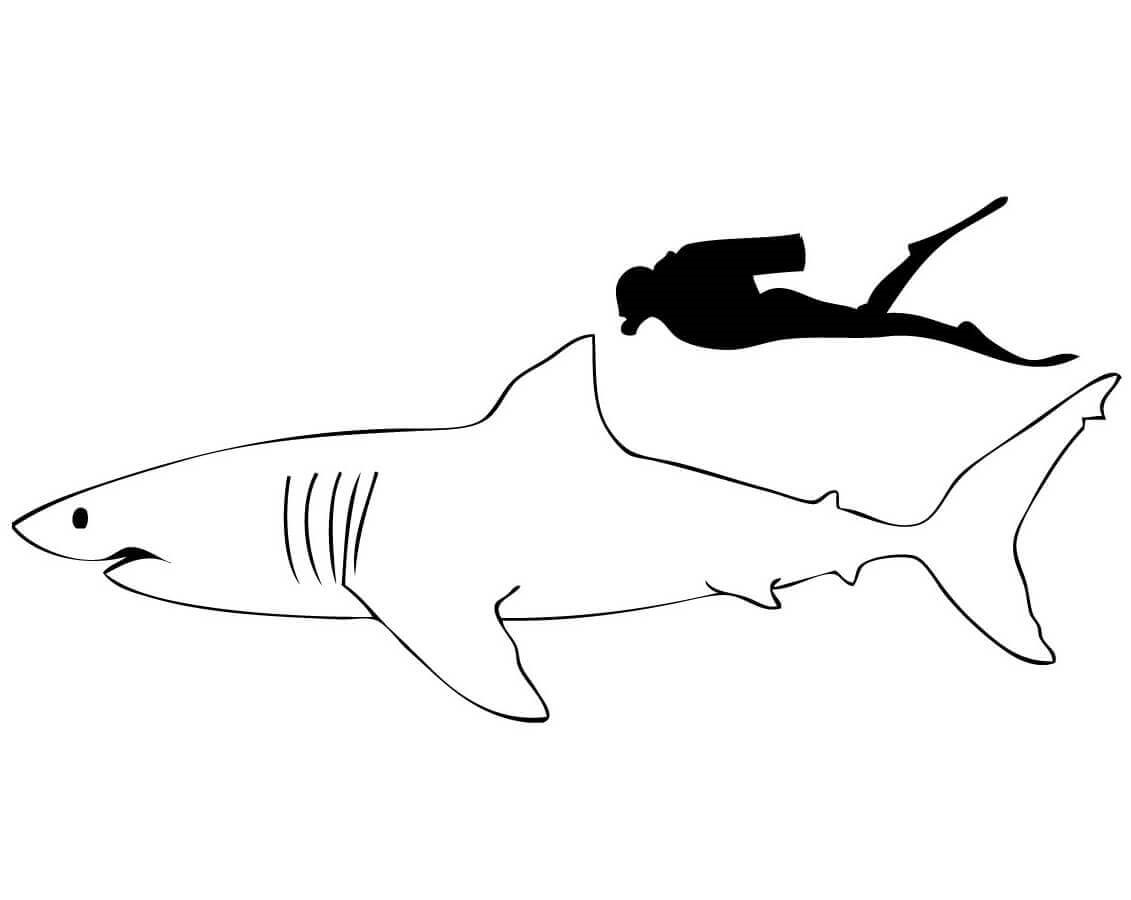 Раскраска Большая белая акула по сравнению с человеком