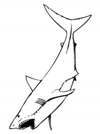 Great white shark with mouth open Coloring Pages