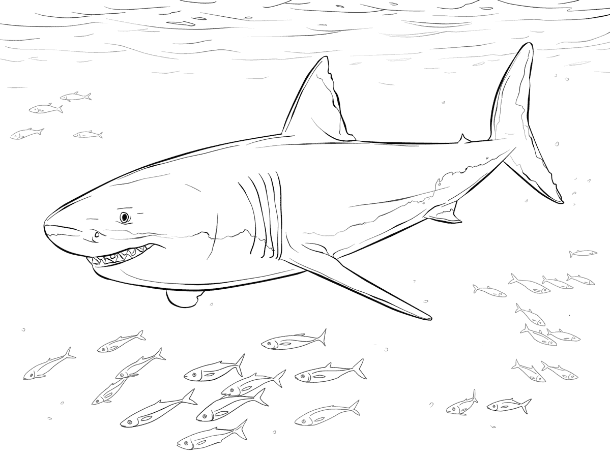 Dibujo de Gran tiburón blanco con peces piloto para colorear