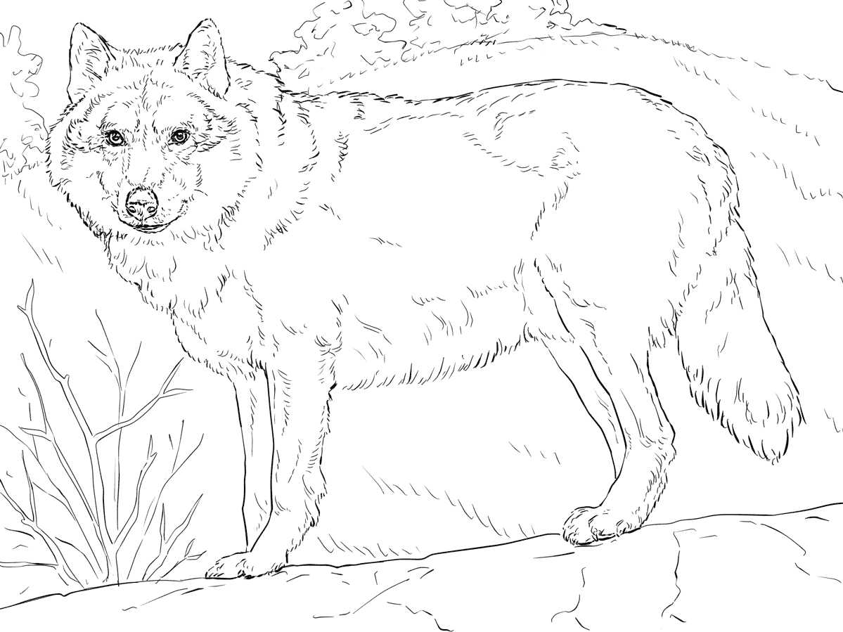 Красный волк раскраска