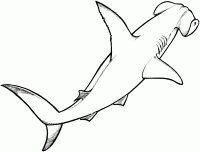 Dibujo de Tiburón martillo mirando de abajo hacia arriba para colorear