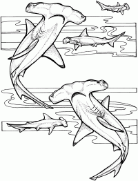 Hammerhead sharks prepare to hunt under the ocean Coloring Page