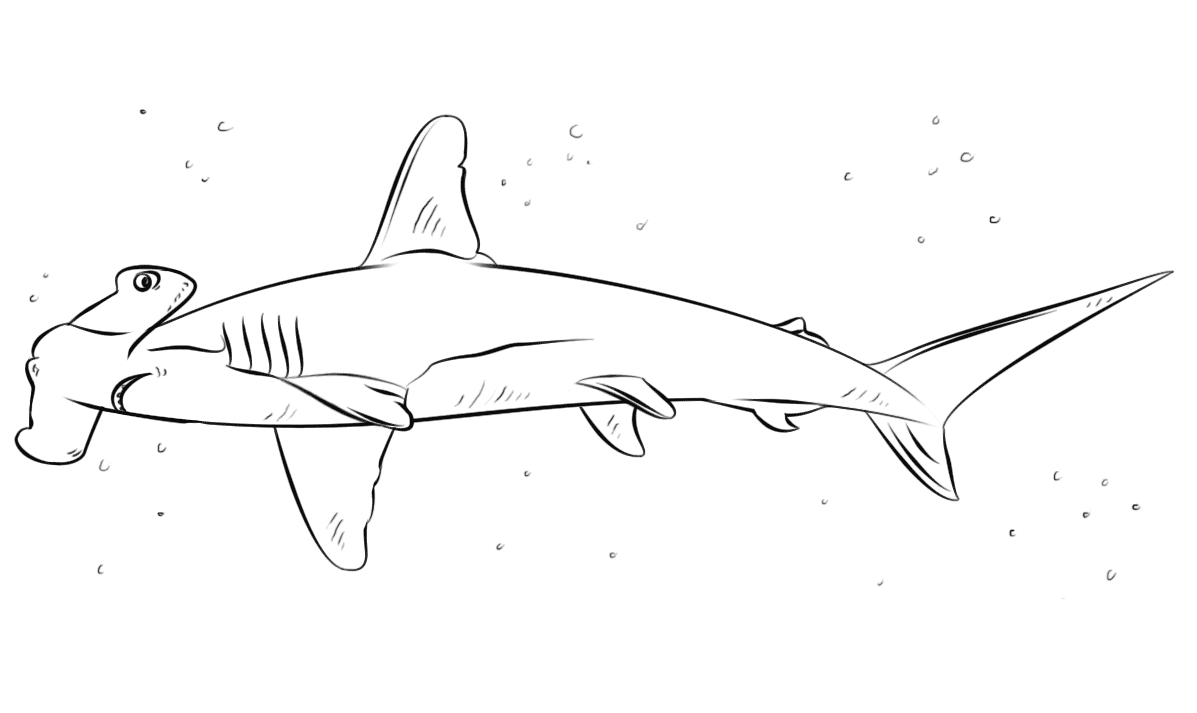 How To Draw Hammerhead Shark Simple For Children Coloring Pages