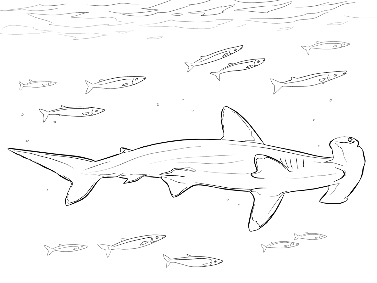 Hammerhead Shark with pilot fishes in marine life Coloring Pages