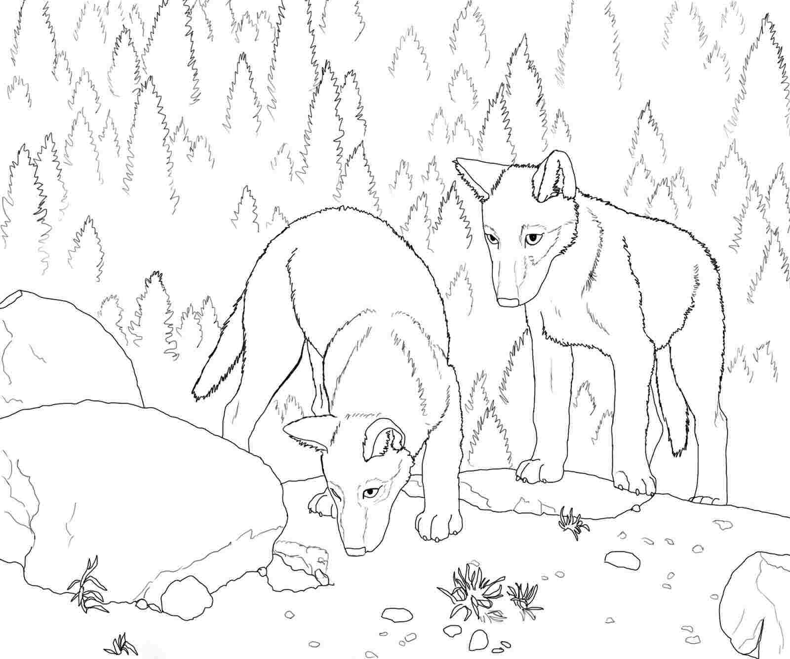 Two Wolves Forages Some Food Near The Rock Coloring Pages