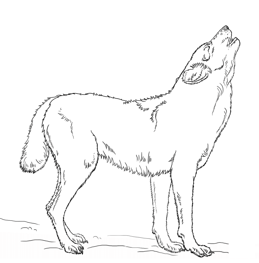 Howling Wolf In The Night Coloring Pages