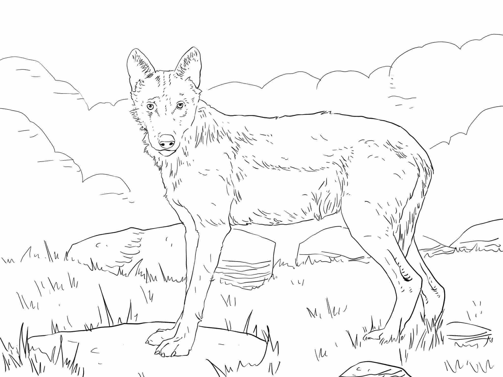 Iberian Wolf Stares At Something Coloring Pages