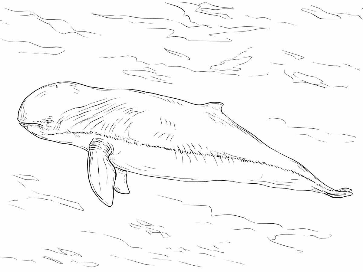 伊洛瓦底江海豚的前额高而圆，来自海豚