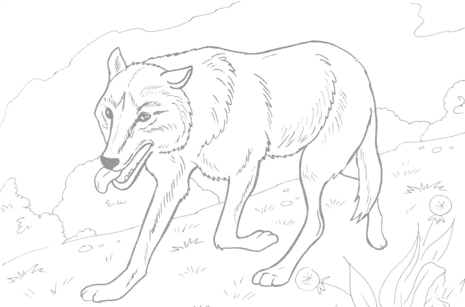 Wolf Feels Hungry Coloring Pages