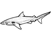 Раскраска Лимонная акула
