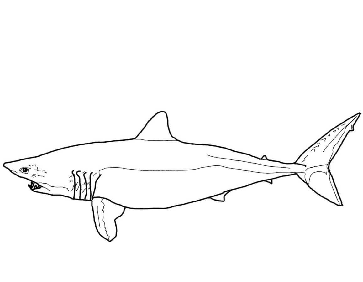 Le requin mako a de grands yeux longs et des dents en forme de lame qui dépassent de sa bouche Coloriage