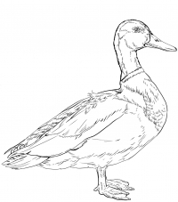 Male Mallard duck has curly tail Coloring Pages