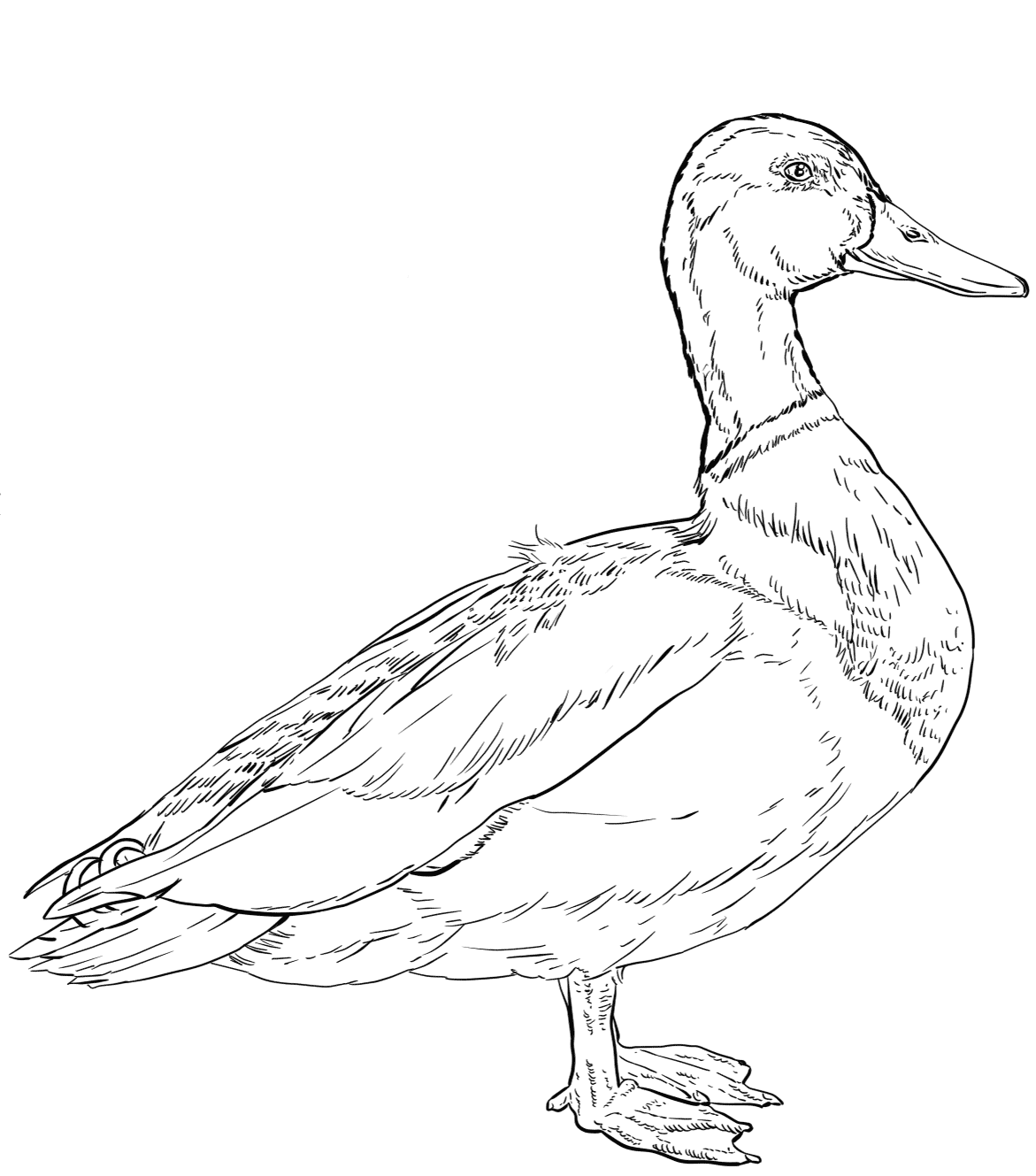 Mallard Duck Coloring Sheet Coloring Pages