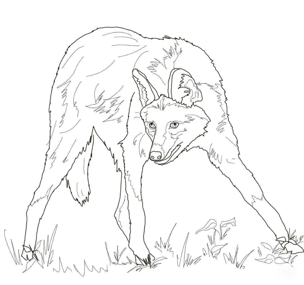 Maned Wolf has long black legs and tall, erect ears Coloring Page