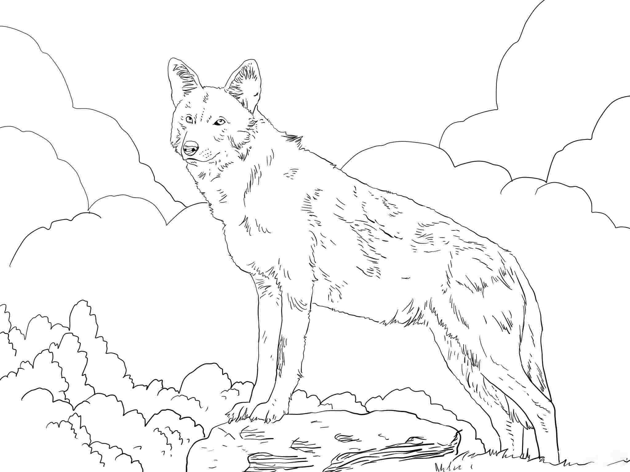 Североамериканский красный волк стоит на уступе от волка