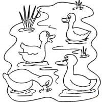 Many ducks swimming in the pond Coloring Pages