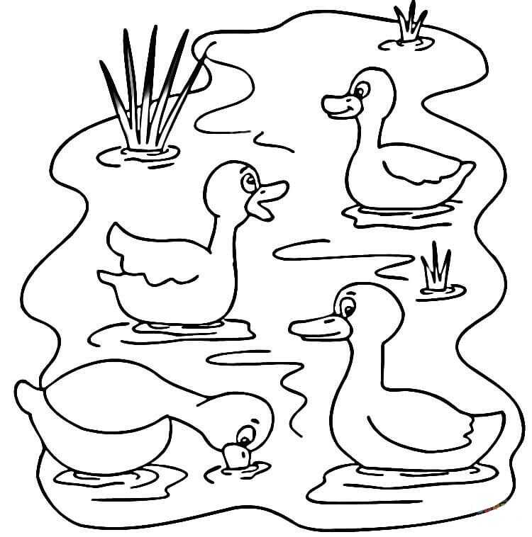 Many ducks swimming in the pond Coloring Page