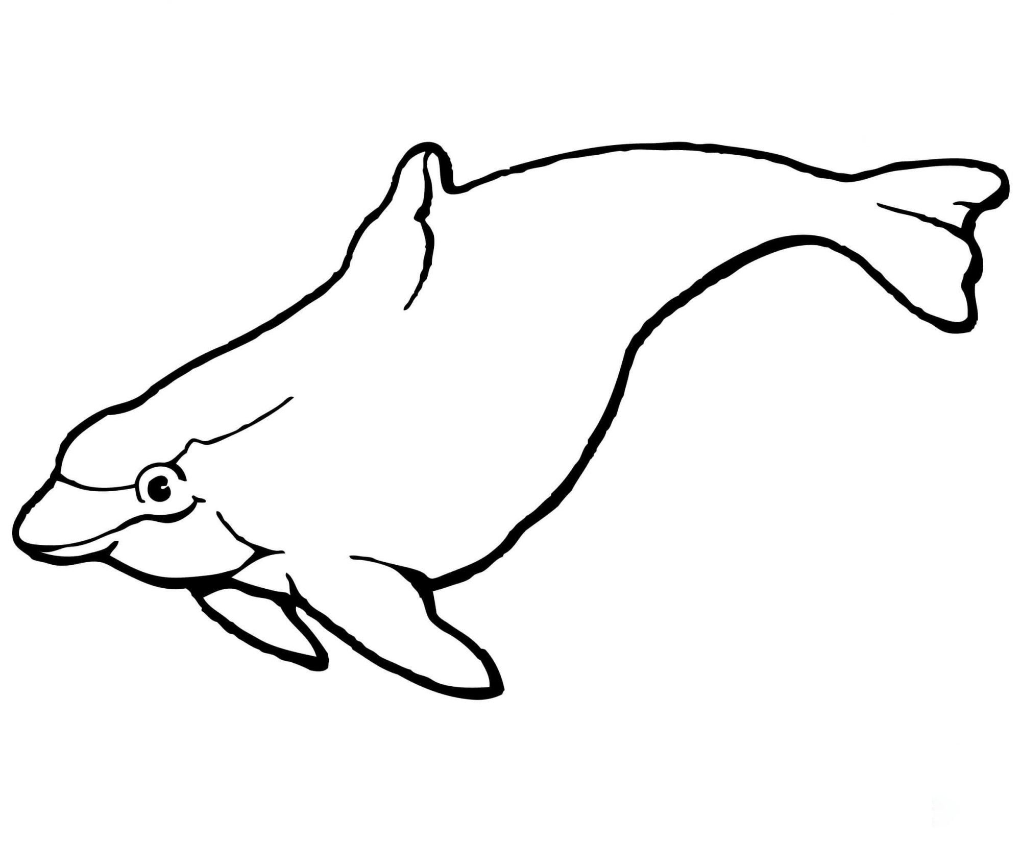 O golfinho boto tem uma cabeça bulbosa e um corpo em forma de torpedo do Dolphin