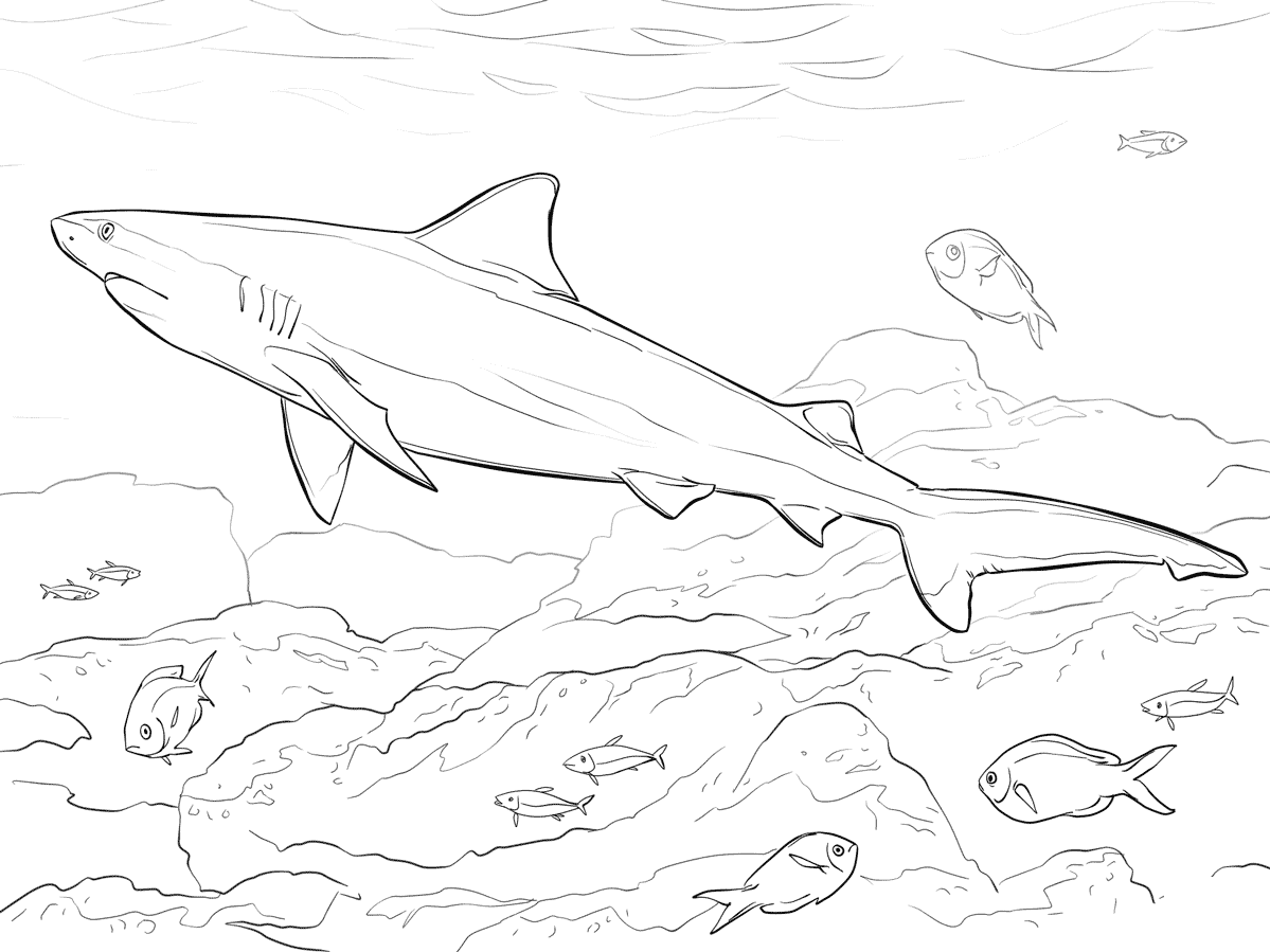 Desenho de tubarão-touro realista come várias espécies de peixes ósseos