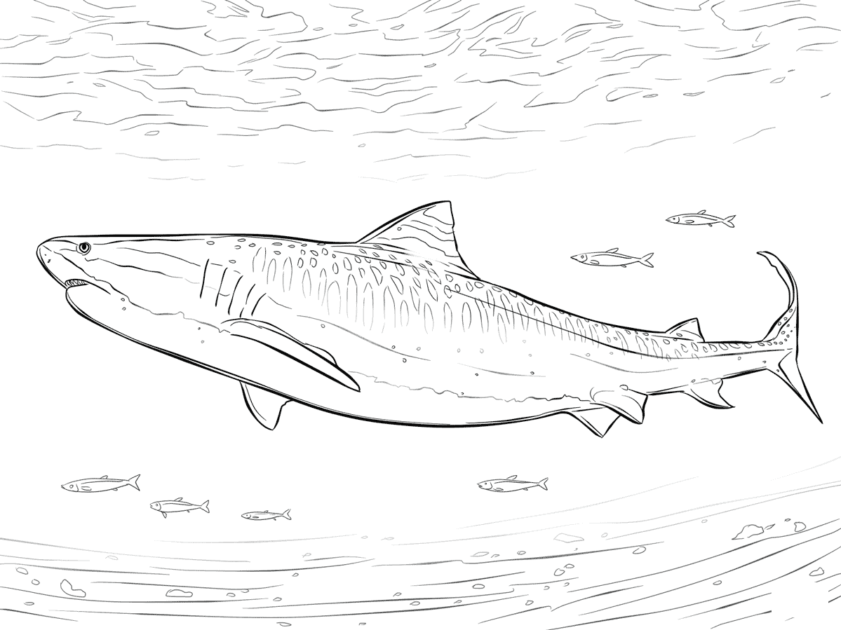Tiger Shark Coloring Pictures Free Printable Templates