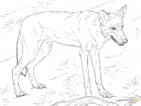 A red wolf seems to be hungry Coloring Pages
