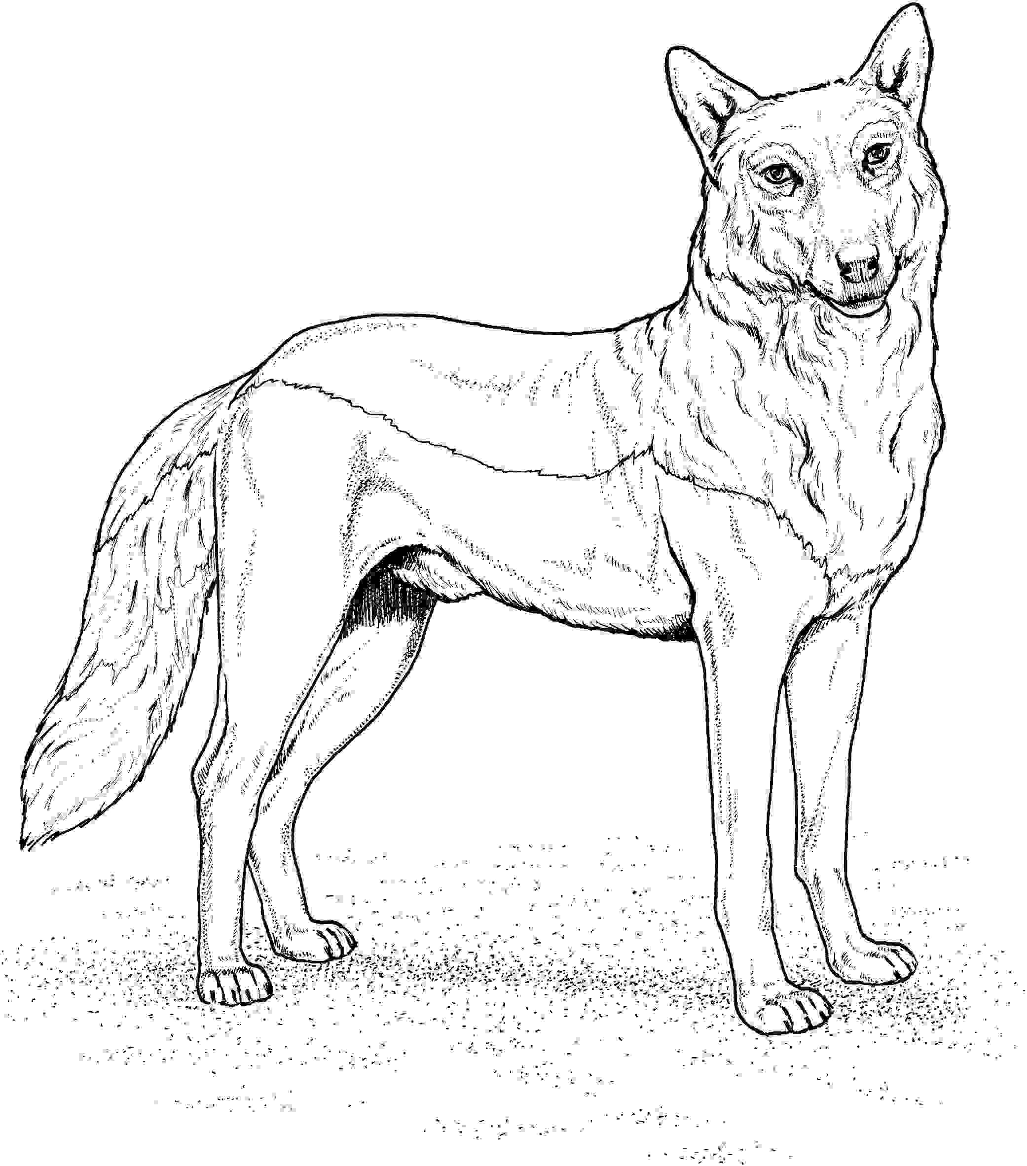 Der Rote Wolf hat große, spitze Ohren und ist lang vom Wolf