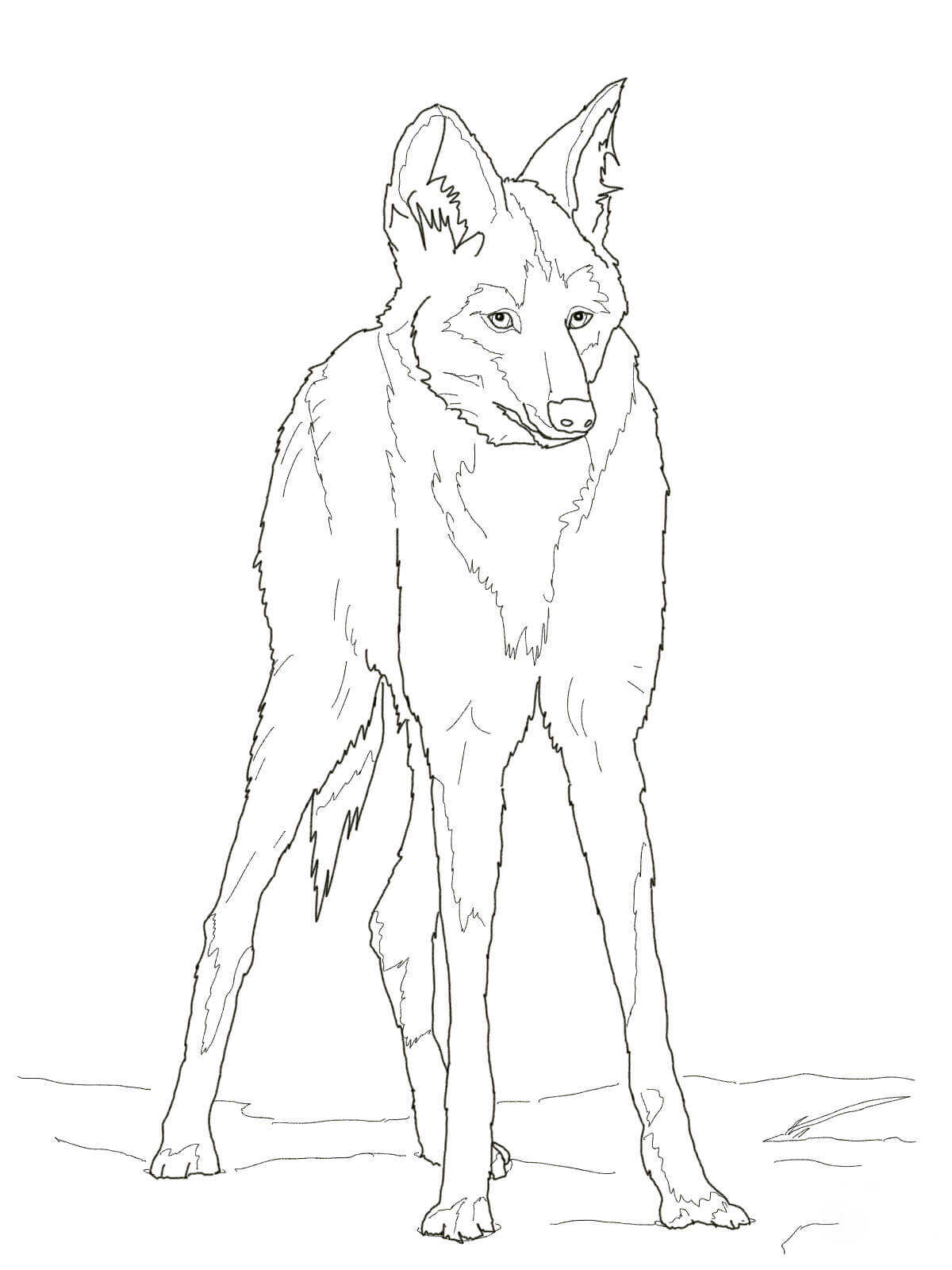 Reddish Maned Wolf Has A Thick Red Coat Coloring Pages