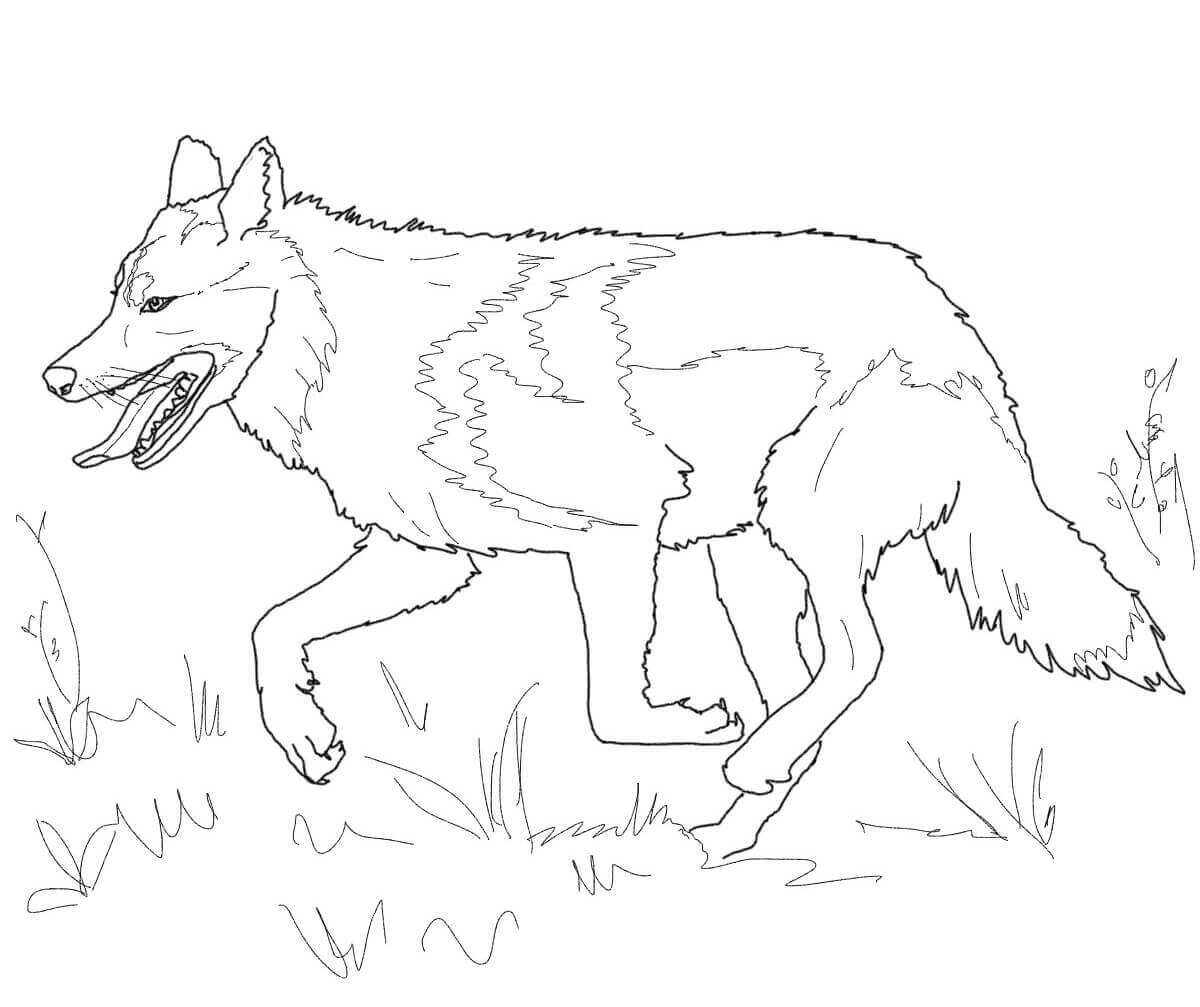 Running Mexican grey wolf Coloring Pages - Free Printable Coloring Pages