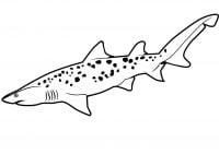 Раскраска Песчаная тигровая акула имеет уплощенную и коническую морду