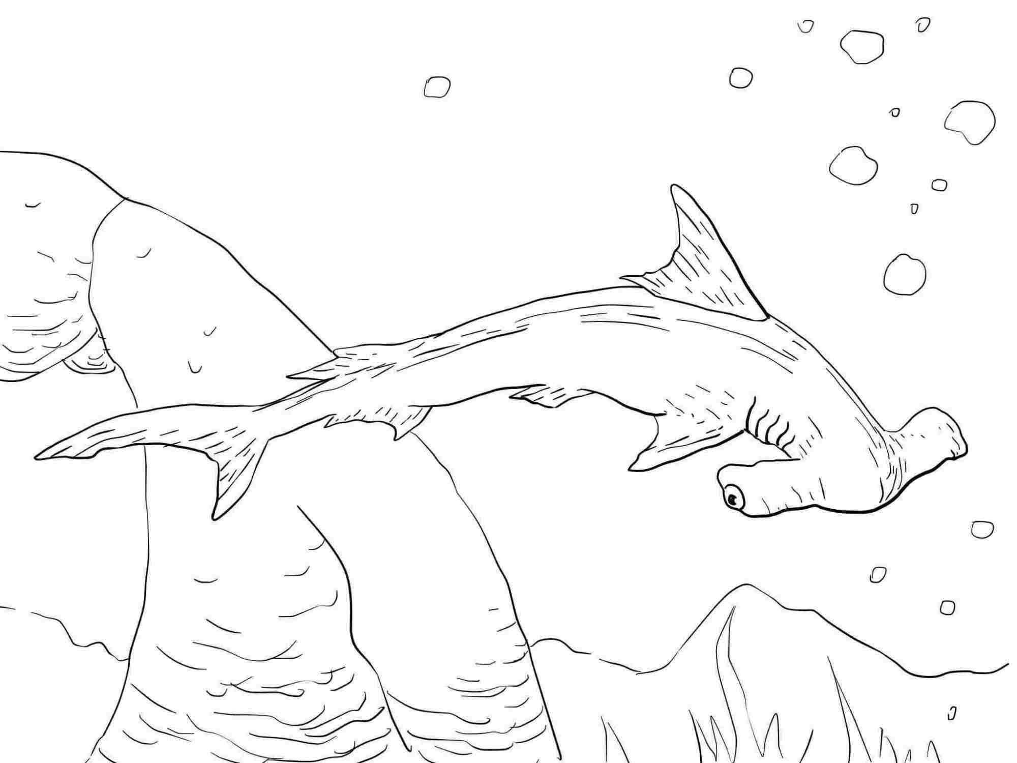 Scalloped Hammerhead Shark has a broadly arched and narrow-bladed head Coloring Page