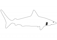 Drawing shark outline for preschoolers Coloring Page