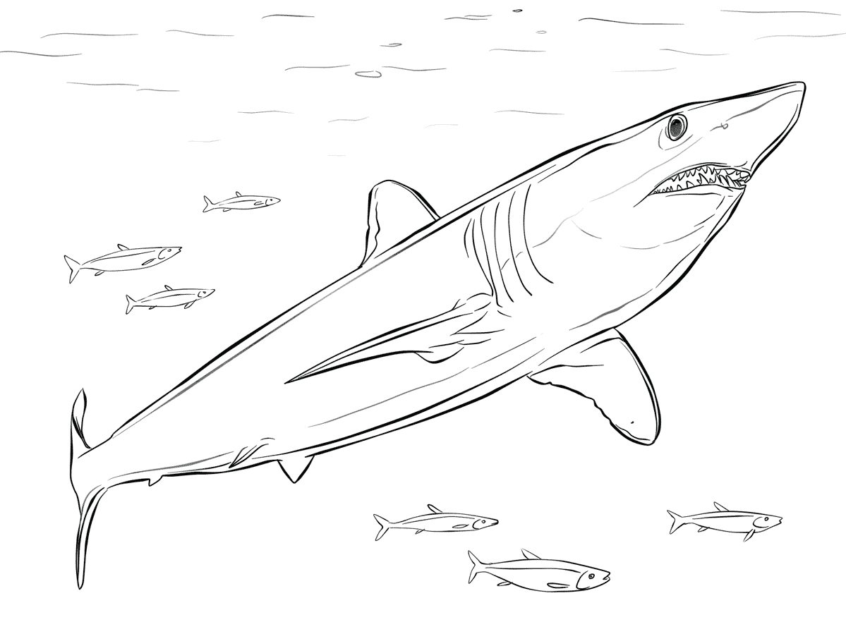 Shortfin Mako Shark é um dos peixes mais rápidos do planeta da Shark