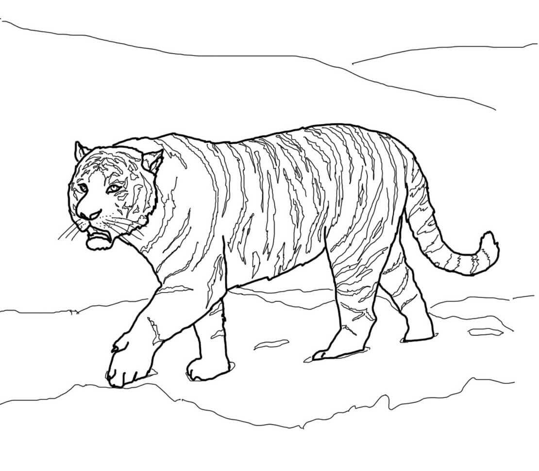 Сибирский тигр в Лейпцигском зоологическом саду из Тигра