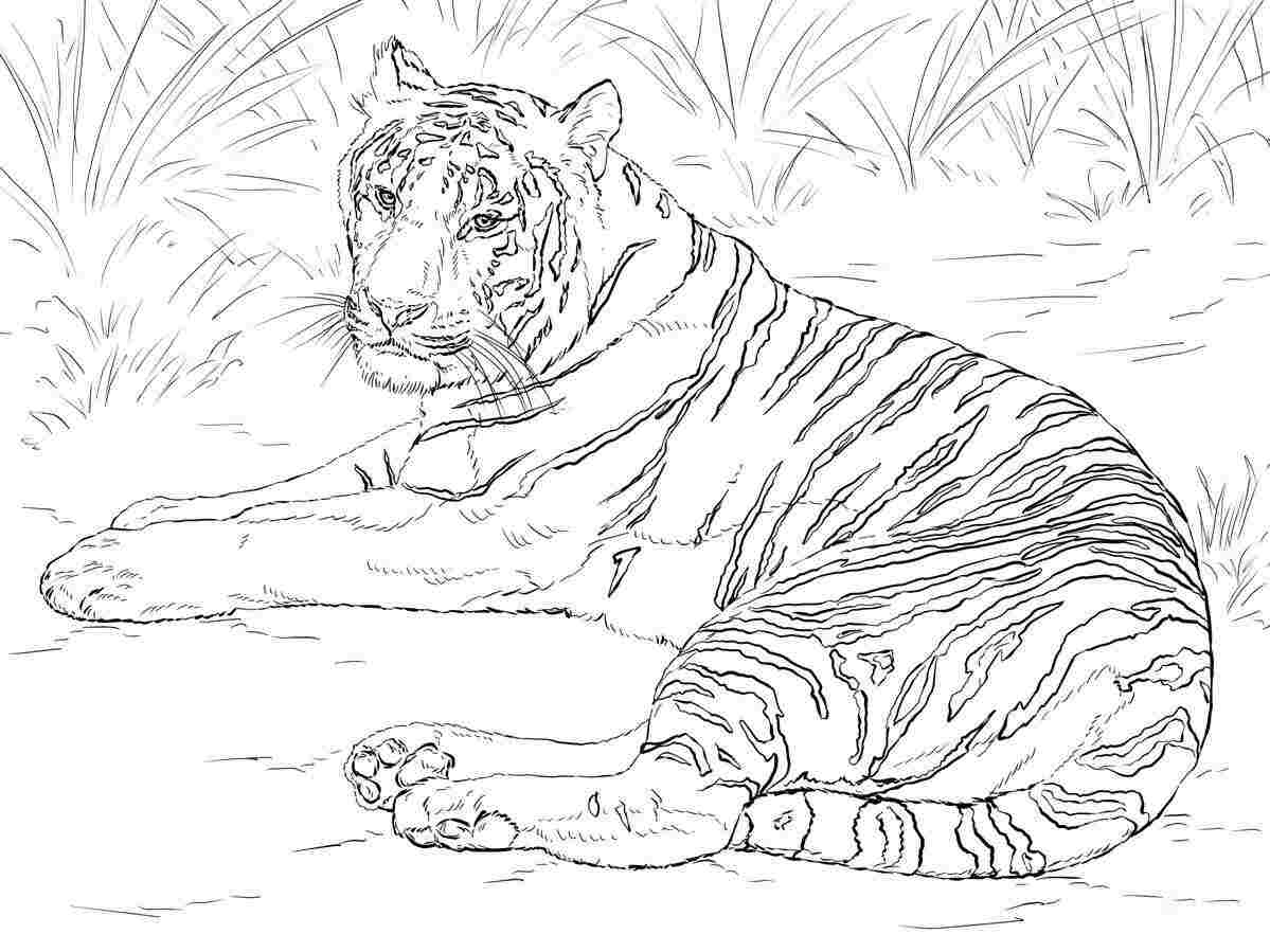 Siberian tiger is laying down on the grass Coloring Pages