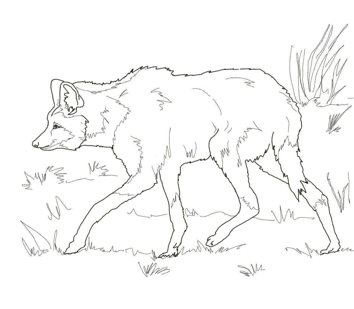 A scrawny South American Maned Wolf Coloring Pages