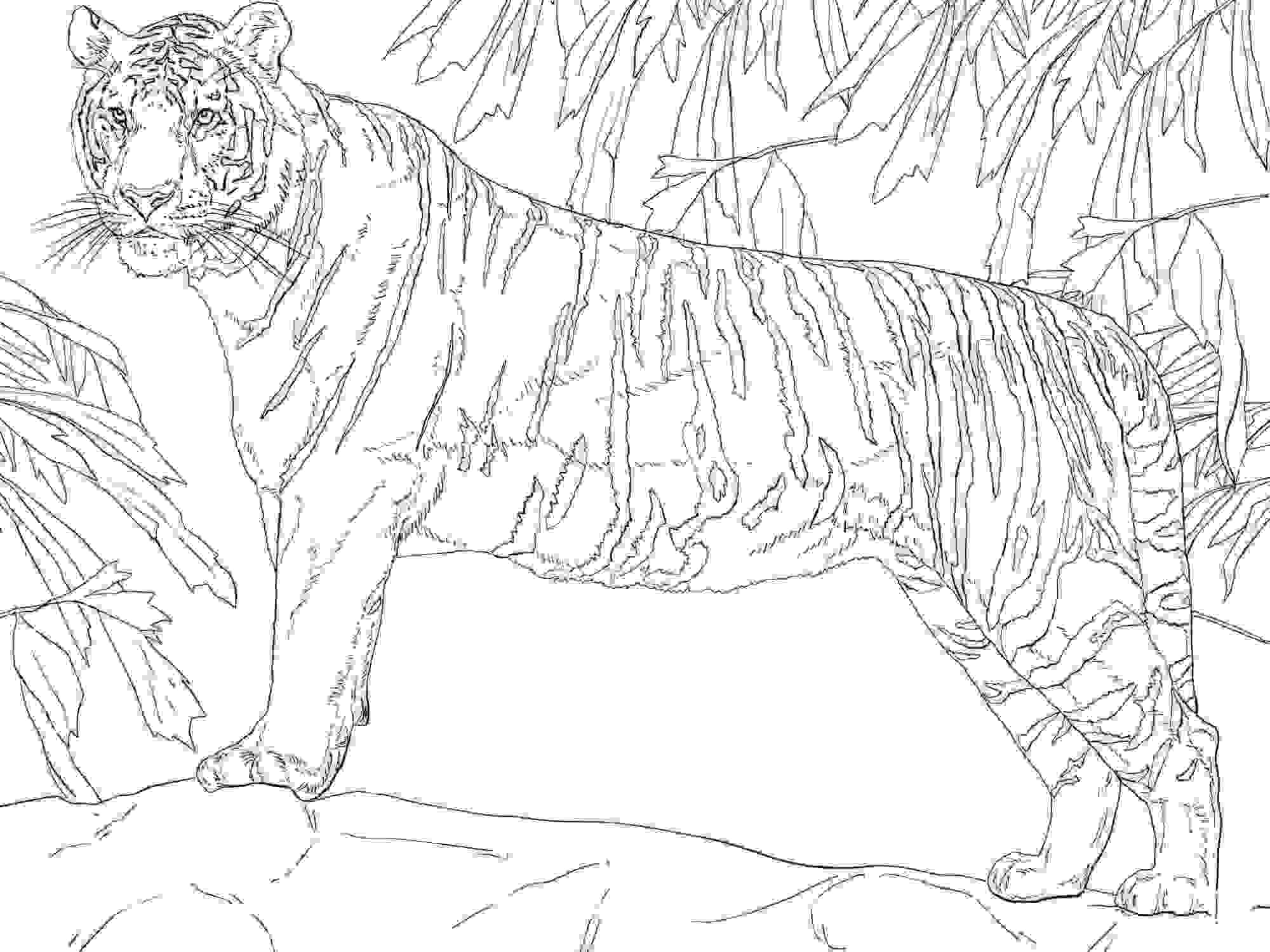 Standing Bengal tiger on the mountain Coloring Page