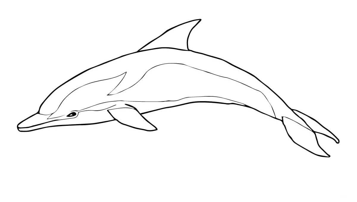 The striped dolphin breaching and jumping far above the surface of the water Coloring Page