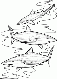 Three tiger sharks likely specialize in certain highly available prey Coloring Pages