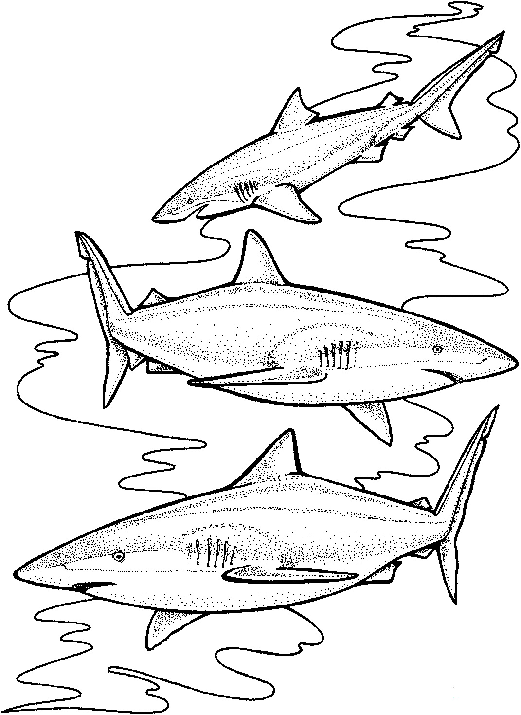 Tre squali tigre probabilmente sono specializzati in alcune prede altamente disponibili di Shark
