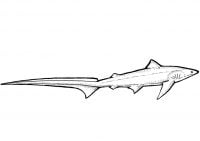 Drescherhai hat extrem lange Schwänze Malvorlagen