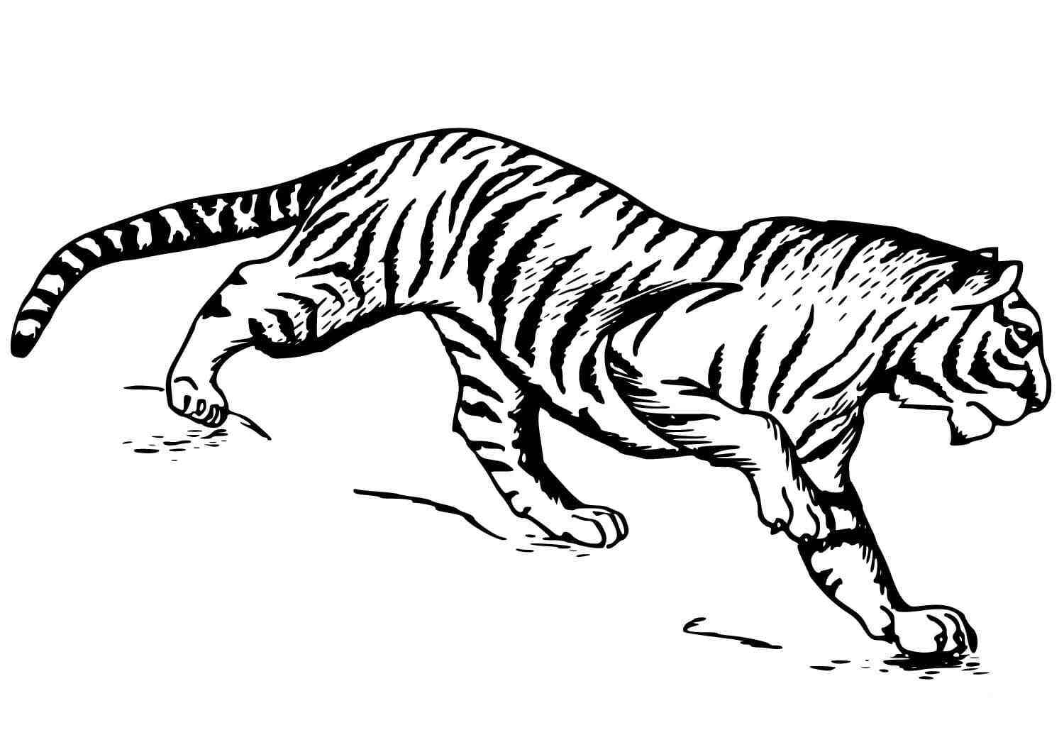 Южно-Китайский тигр готовится атаковать добычу тигра