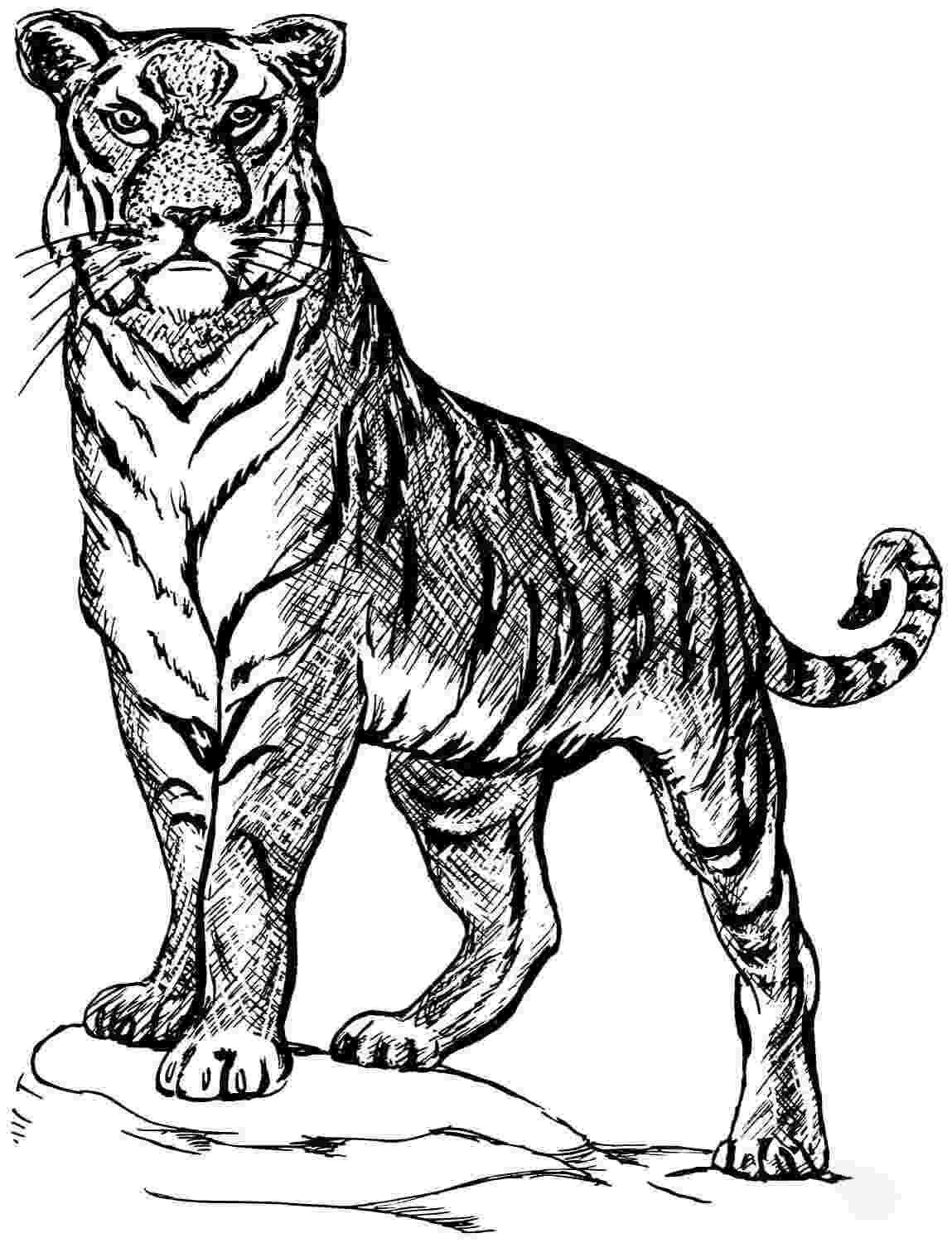 El tigre tiene una postura muy poderosa de Tiger.