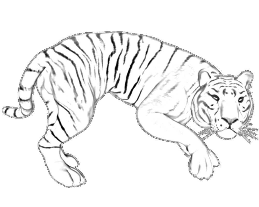Zeichnender Tigerumriss, der den Köder von Tiger verfolgt