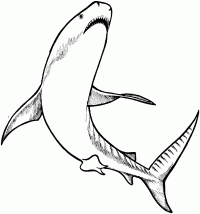 Desenho de tubarão-tigre ataca o humano