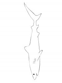 Раскраска Тигровая акула - один из самых длинных видов акул