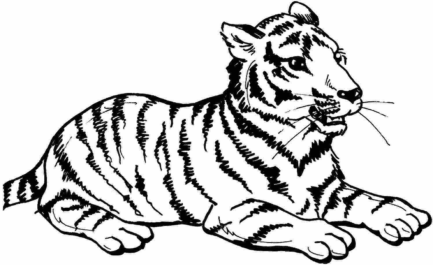 Kleiner Tiger mit dickem Fell legt sich vom Tiger nieder