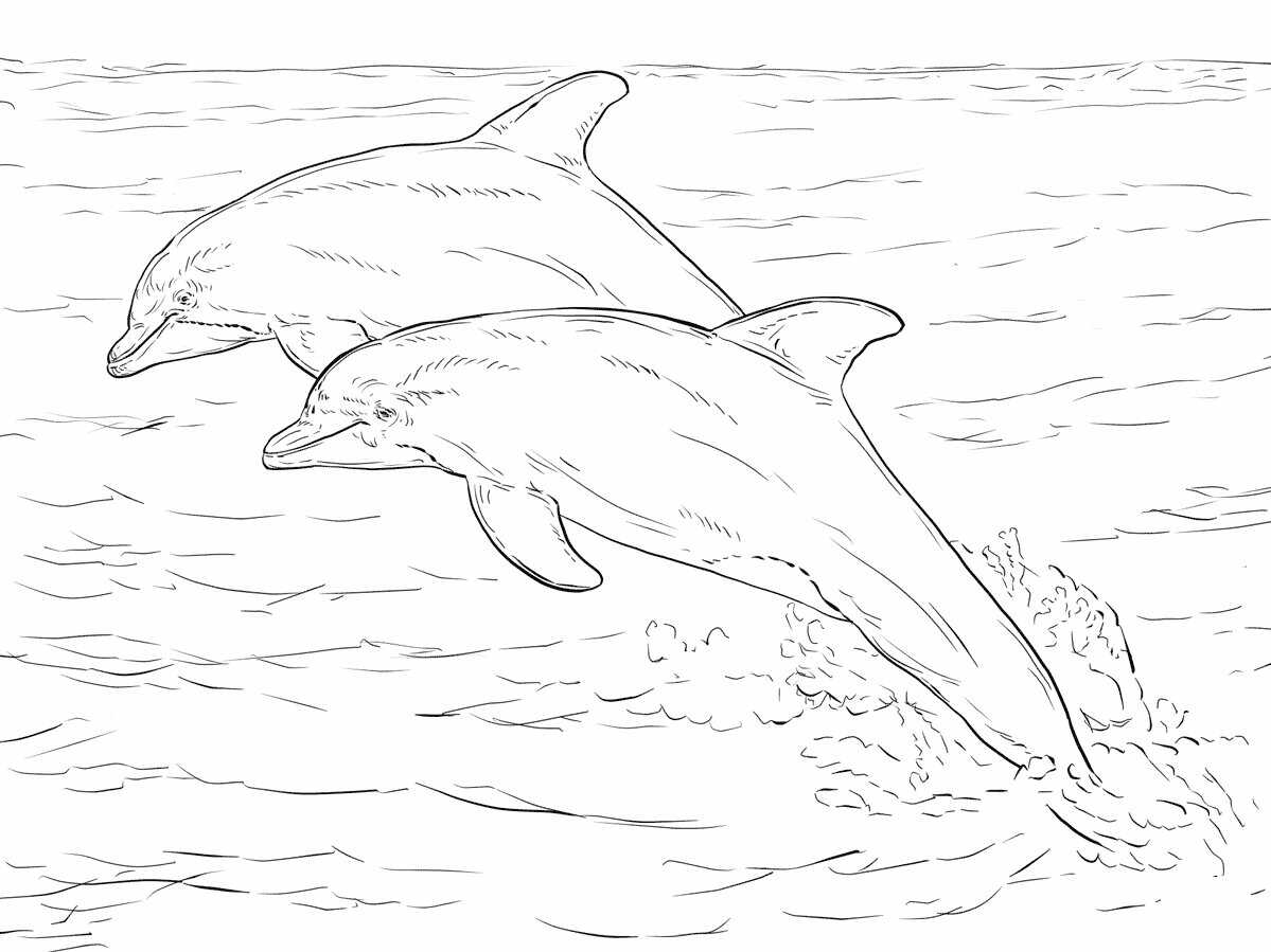 Two Alantic Bottlenose Dolphins Coloring Page