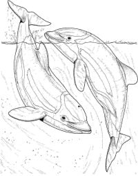 Two dolphins in the sea Coloring Pages